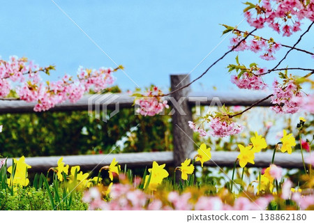 Kawazu cherry blossoms and daffodils blooming on the coast Kawazu cherry blossoms and daffodils blooming on the coast 138862180