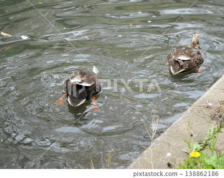A couple of the cargamo A couple of the cargamo 138862186
