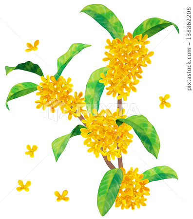 桂花(水彩風格) 桂花(水彩風格) 138862208