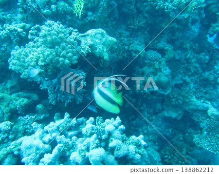 海底珊瑚礁 138862212