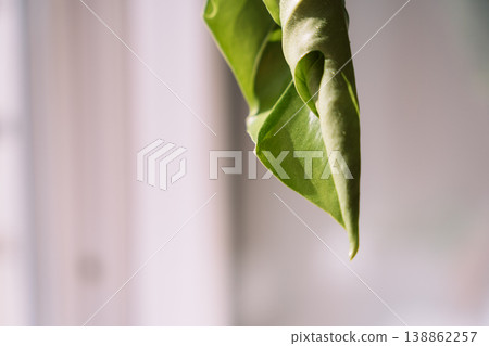 Close up curled monstera leaf by window, soft focus background with copy space Close up curled monstera leaf by window, soft focus background with copy space 138862257