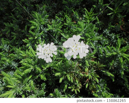 白色常綠茉莉 白色常綠茉莉 138862265
