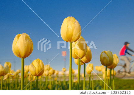 Yellow tulip flower field in bloom with cyclist person in background on sunny spring day outdoor landscape Yellow tulip flower field in bloom with cyclist person in background on sunny spring day outdoor landscape 138862355