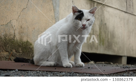 Cute stray cat 138862379