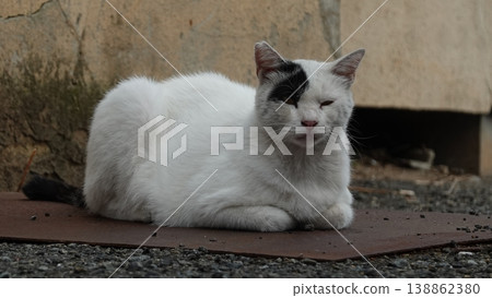 Cute stray cat Cute stray cat 138862380