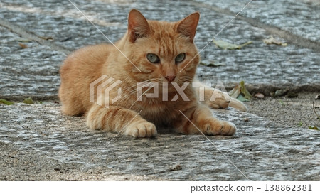 Cute stray cat Cute stray cat 138862381