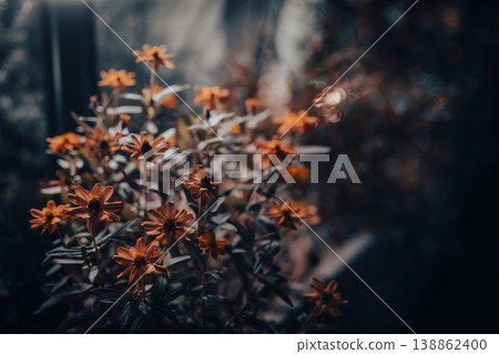 一張沐浴在柔和光線下的花朵背景圖。 138862400