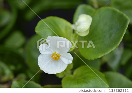 Wax begonia 138862511