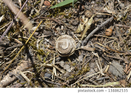 Button clover 138862535