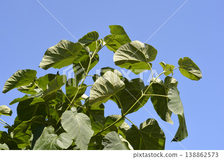 Empress tree Empress tree 138862573