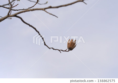 Tulip tree Tulip tree 138862575