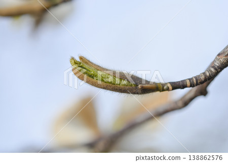 Kobus magnolia 138862576