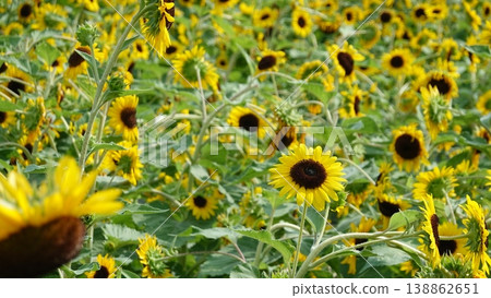 Beautiful sunflower field Beautiful sunflower field 138862651