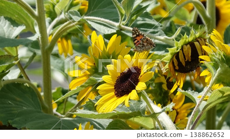 Beautiful sunflower field Beautiful sunflower field 138862652