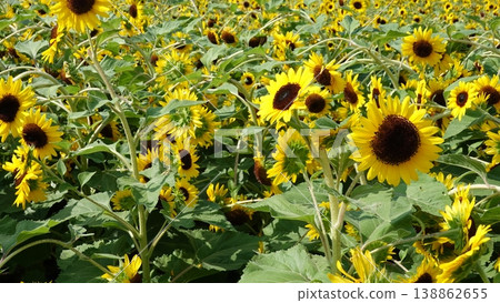 Beautiful sunflower field Beautiful sunflower field 138862655