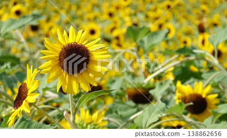 Beautiful sunflower field Beautiful sunflower field 138862656