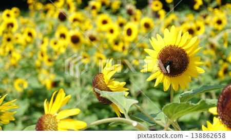 Beautiful sunflower field 138862658