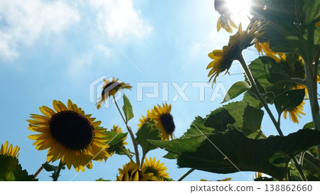Beautiful sunflower field Beautiful sunflower field 138862660