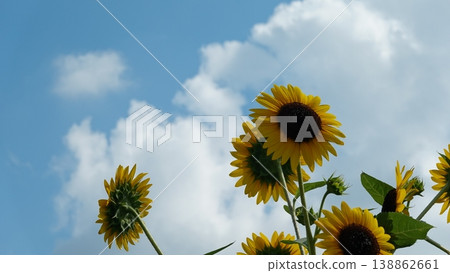 Beautiful sunflower field Beautiful sunflower field 138862661
