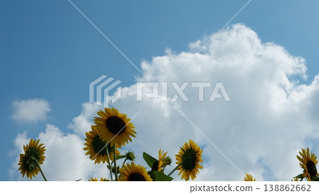 Beautiful sunflower field Beautiful sunflower field 138862662