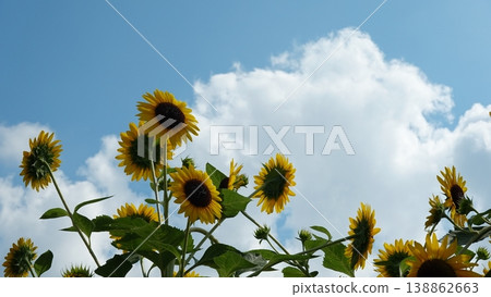 Beautiful sunflower field Beautiful sunflower field 138862663