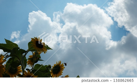 Beautiful sunflower field Beautiful sunflower field 138862665