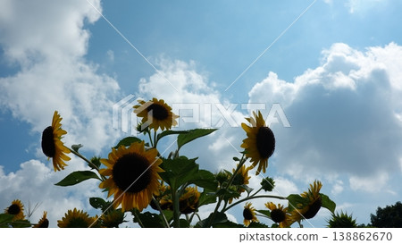 Beautiful sunflower field Beautiful sunflower field 138862670