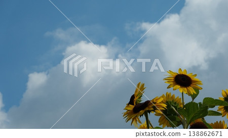 Beautiful sunflower field Beautiful sunflower field 138862671