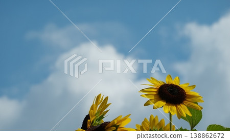 Beautiful sunflower field Beautiful sunflower field 138862672