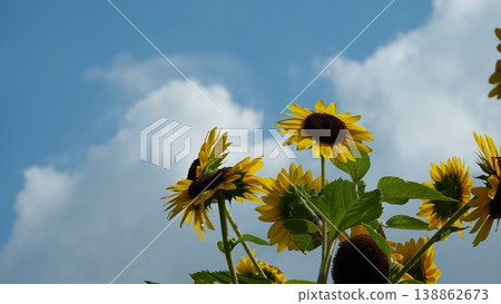 Beautiful sunflower field Beautiful sunflower field 138862673