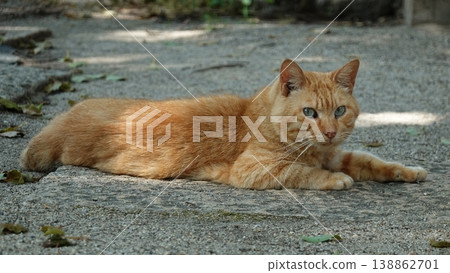 Cute stray cat Cute stray cat 138862701