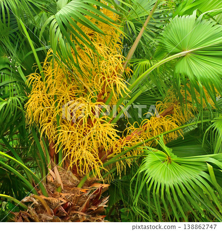 Yellow flowers of the Livistona palm Yellow flowers of the Livistona palm 138862747