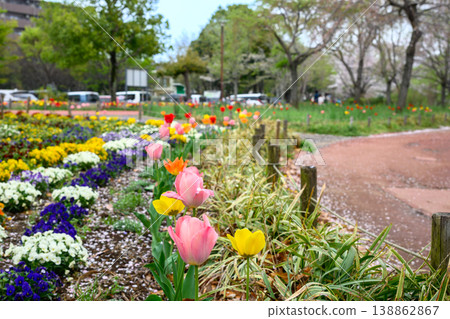 A park full of tulips 138862867