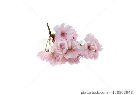 Pink cherry blossom flowers isolated on clean background, sakura bloom cluster with delicate petals and copy space 138862948