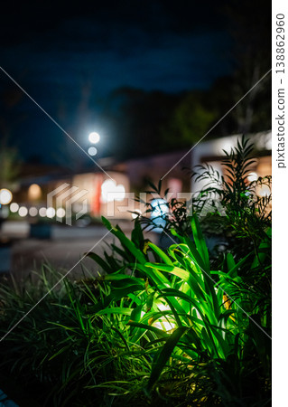在夜色中,燈光和植物營造出模糊的背景。 在夜色中,燈光和植物營造出模糊的背景。 138862960