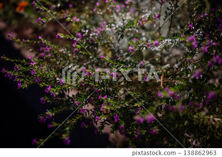 A background image of flowers bathed in soft light. A background image of flowers bathed in soft light. 138862963