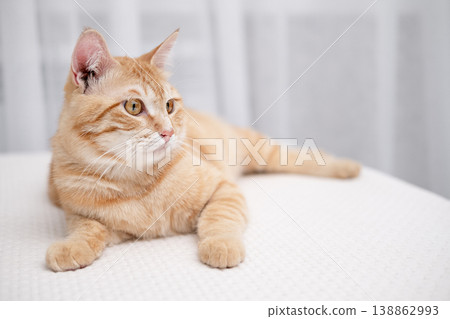 A cute red cat is lying on a light bed 138862993