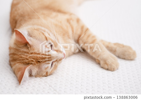 A cute red cat is lying on a light bed A cute red cat is lying on a light bed 138863006