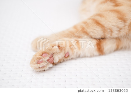 cute red and white cat paws with pink pads lie on a white blanket 138863033