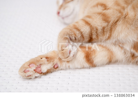 cute red and white cat paws with pink pads lie on a white blanket 138863034