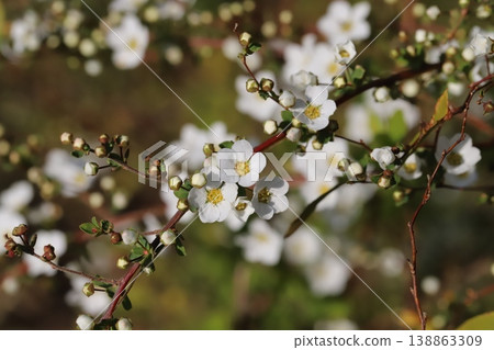 Small white spiracle flowers blooming in a spring garden 138863309
