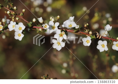 Small white spiracle flowers blooming in a spring garden 138863310