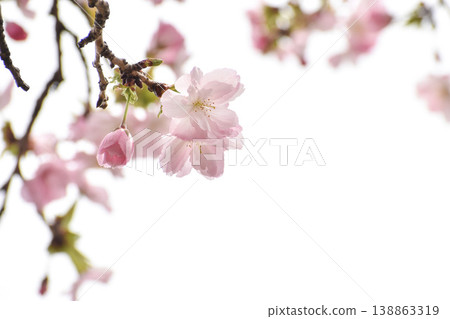 Pale pink cherry blossoms, Beniho Pale pink cherry blossoms, Beniho 138863319