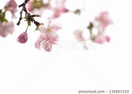 Pale pink cherry blossoms, Beniho Pale pink cherry blossoms, Beniho 138863320