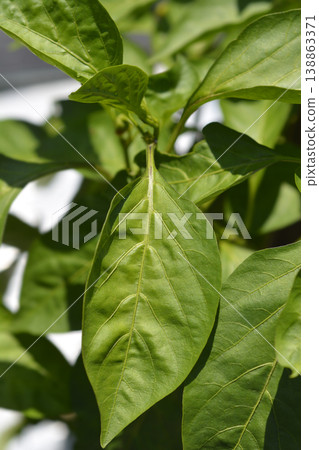 Pepper leaves 138863371