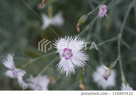 Clove pink Clove pink 138863410