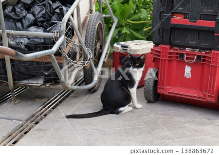 Domestic Cats Resting in Thailand Domestic Cats Resting in Thailand 138863672