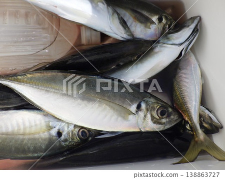 Caught horse mackerel Caught horse mackerel 138863727