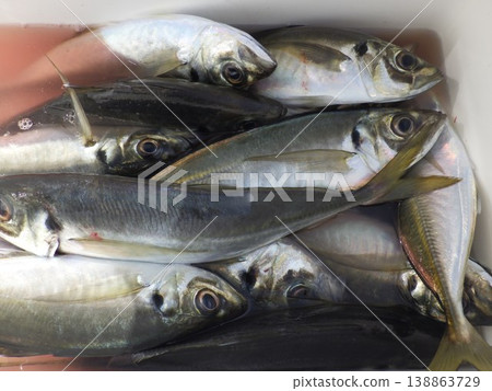 竹莢魚被捕獲 竹莢魚被捕獲 138863729