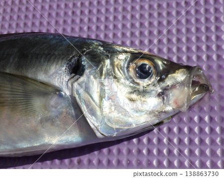 Caught horse mackerel 138863730